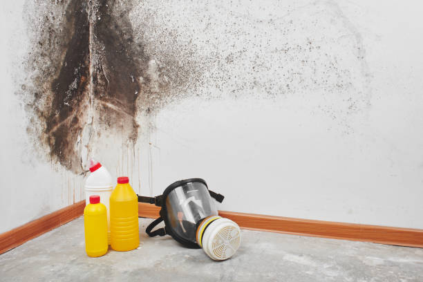 Best HVAC Mold Remediation in Pacific, MO