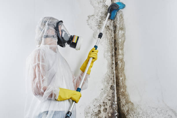 Best Industrial Mold Remediation in Pacific, MO