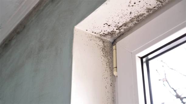 Best Localized Mold Remediation (e.g., coastal areas, humid climates) in Pacific, MO