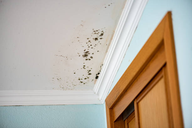 Best Basement Mold Remediation in Pacific, MO