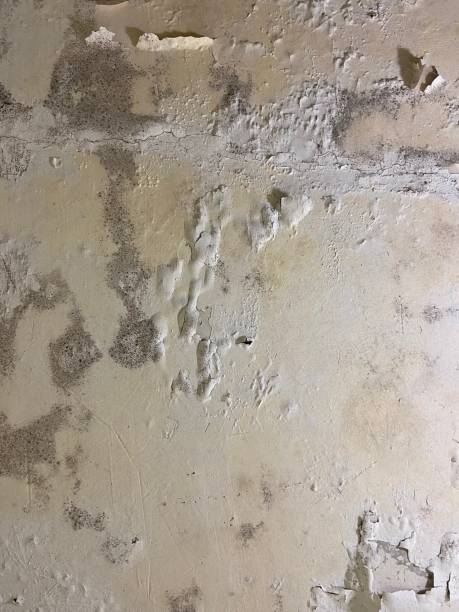 Best Attic Mold Remediation in Pacific, MO