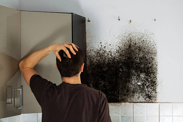 Best Black Mold Remediation in Pacific, MO