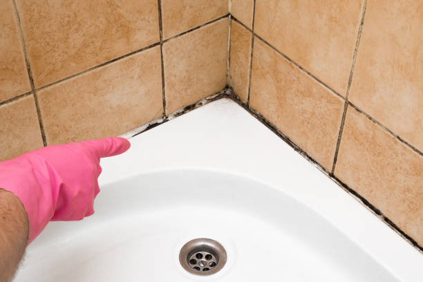 Best Residential Mold Remediation in Pacific, MO